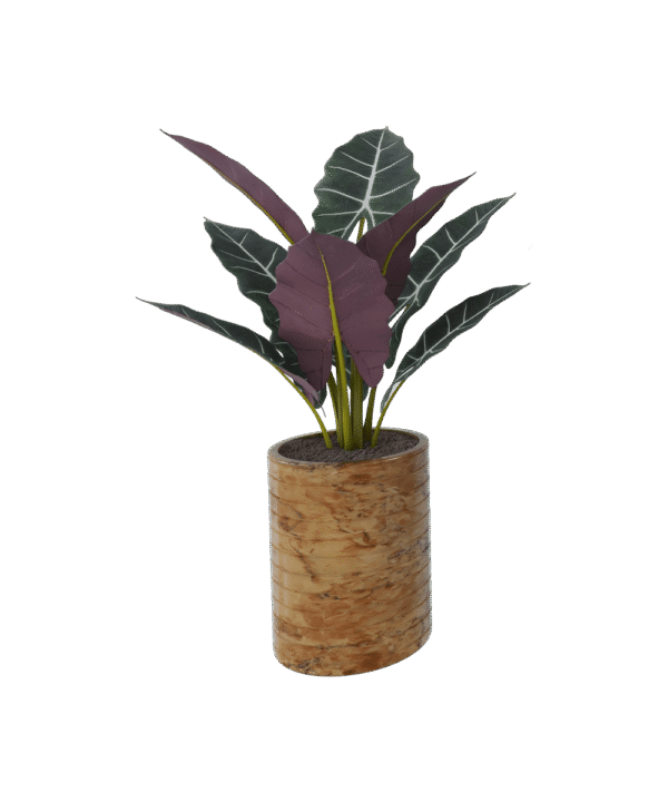 Syngonium pink spot