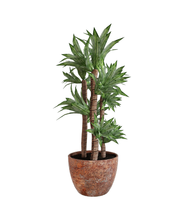 Parodia chrysacanthion