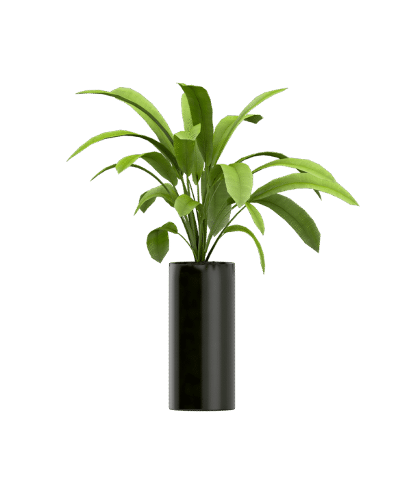 Plant seeds